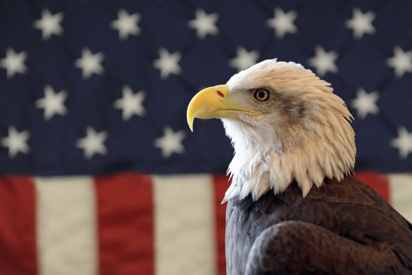 The Bald Eagle
